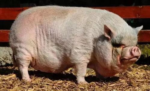 小猪崽子的爆料视频播放,幕后真相大曝光  第1张