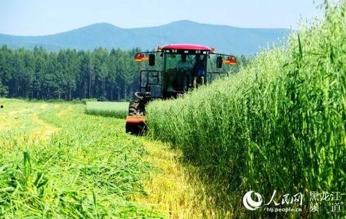 黑龙江农场爆料视频最新,揭秘神秘农业生态圈